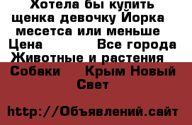 Хотела бы купить щенка девочку Йорка 2 месетса или меньше › Цена ­ 5 000 - Все города Животные и растения » Собаки   . Крым,Новый Свет